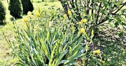 Eladó családi ház Kispest u, Gölle