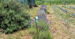 Eladó családi ház Rákóczi u, Ráksi