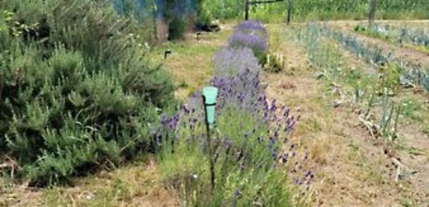 Eladó családi ház Rákóczi u, Ráksi