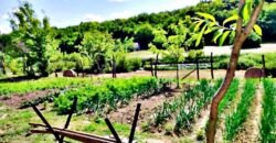 Eladó családi ház Döbrönte-Szőlőhegy, Ozora