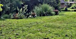 Kaposvártól 8 km Kaposmérőben család ház eladó!