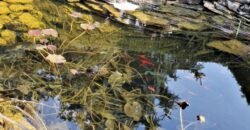 Taszár! Kaposvár és Dombóvár között!